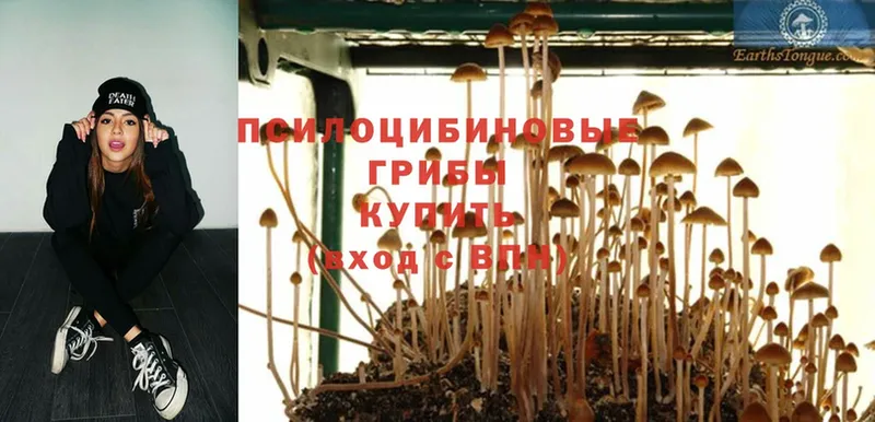 Псилоцибиновые грибы Psilocybine cubensis  Каменногорск 